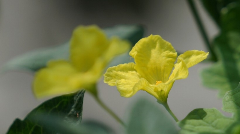 点击大图看下一张：黄色苦瓜花图片