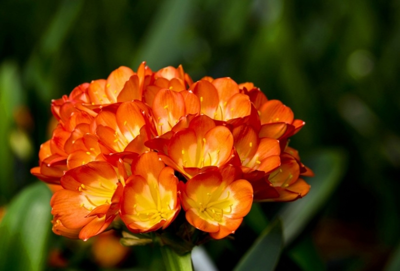 点击大图看下一张：君子兰图片