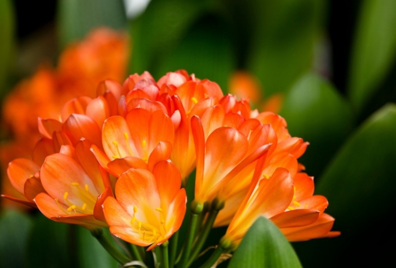 点击大图看下一张：君子兰图片