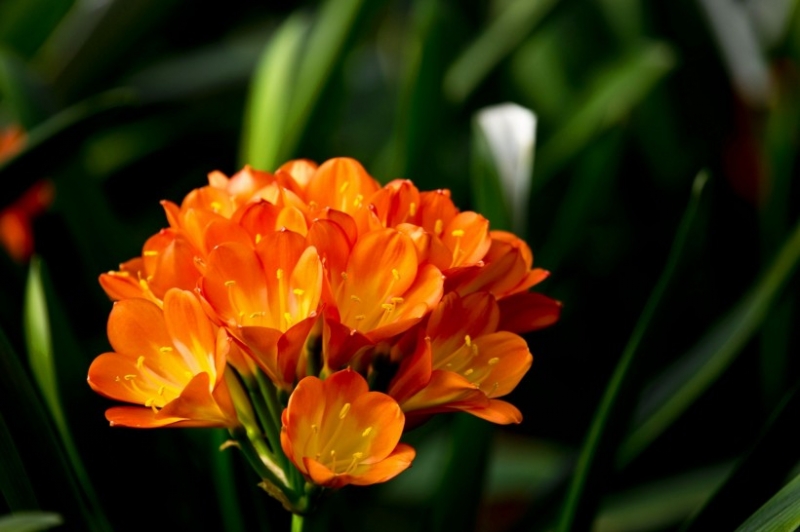 点击大图看下一张：君子兰图片