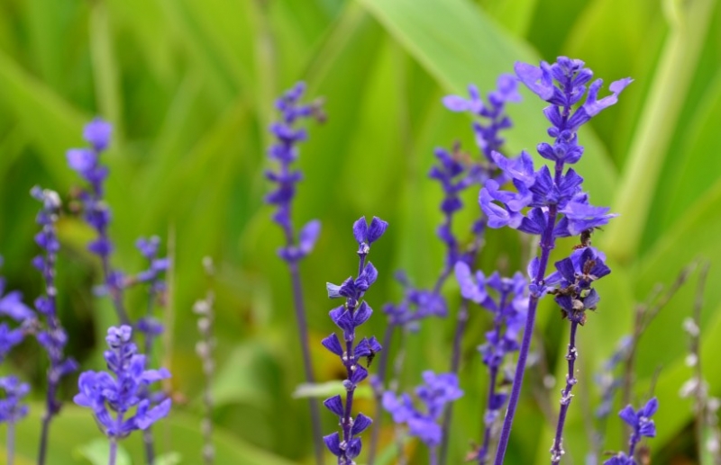 点击大图看下一张:蓝莹莹的鼠尾草图片