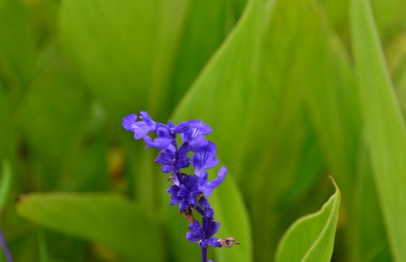 点击大图看下一张:蓝莹莹的鼠尾草图片