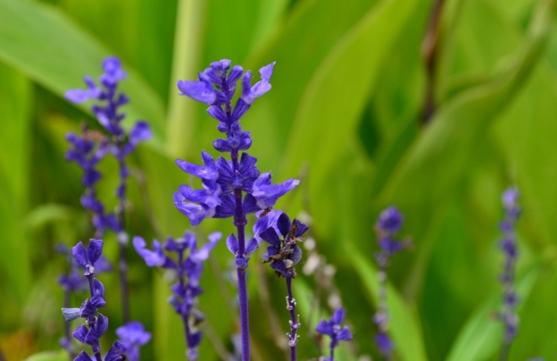 点击大图看下一张:蓝莹莹的鼠尾草图片
