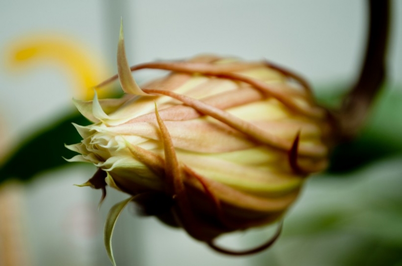 点击大图看下一张：令箭荷花图片