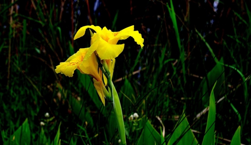 点击大图看下一张：美人蕉图片