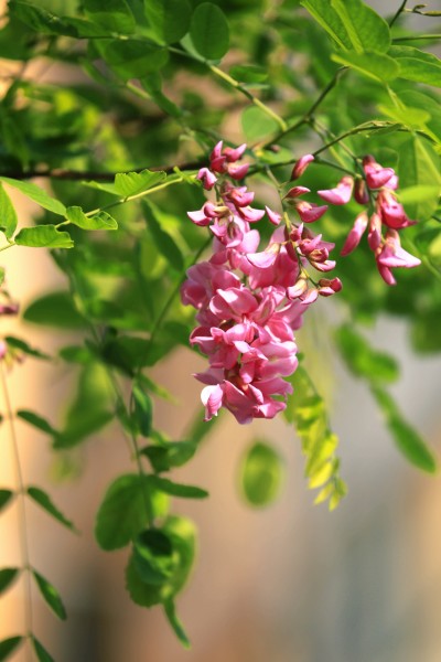 点击大图看下一张：紫色香花槐图片