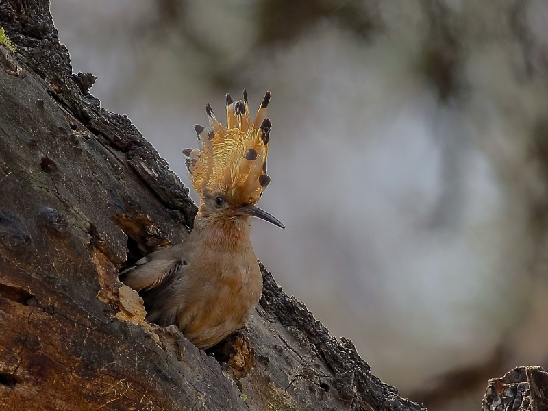 点击大图看下一张：戴胜鸟图片