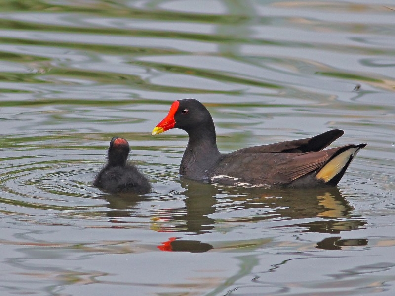 点击大图看下一张：黑水鸡图片