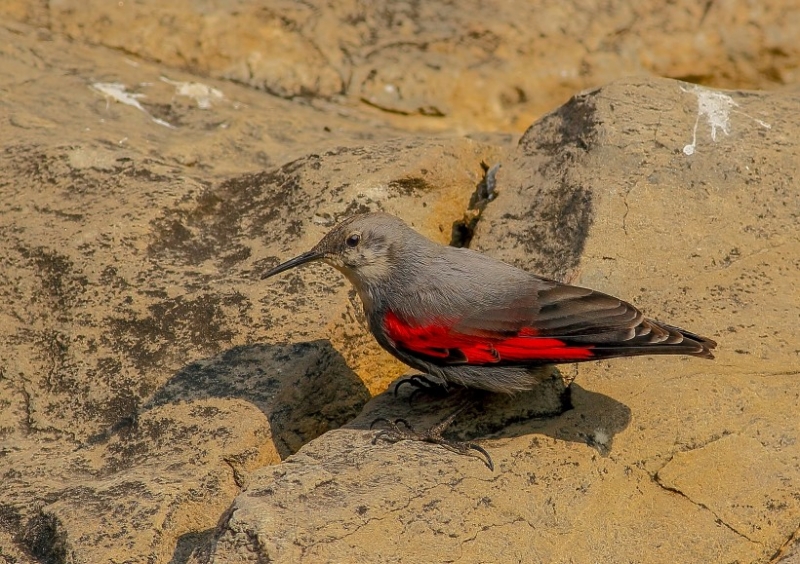 点击大图看下一张:红翅旋壁雀图片