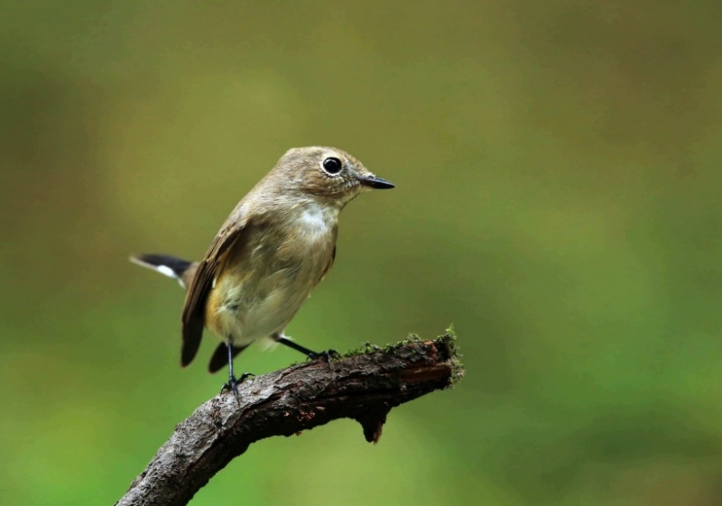 点击大图看下一张:红喉姬鹟图片