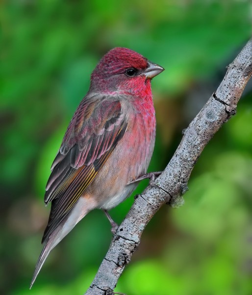 点击大图看下一张：朱雀图片