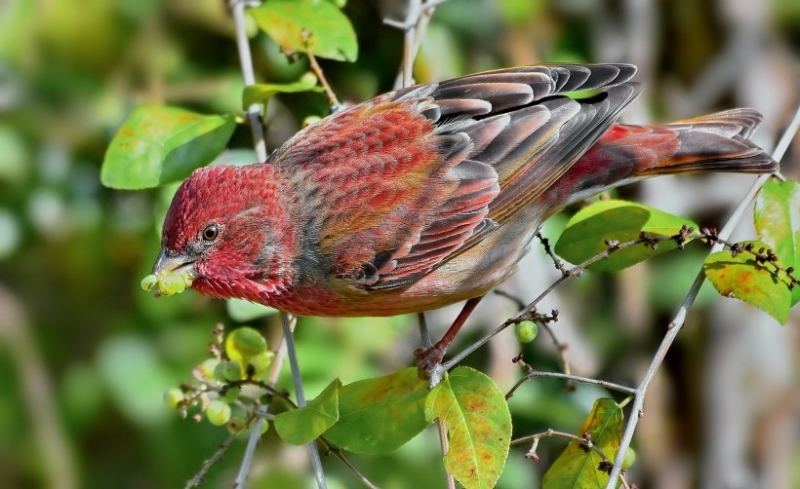 点击大图看下一张：朱雀图片