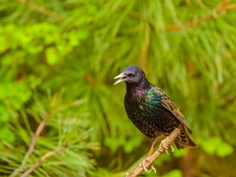 点击大图看下一张：紫翅椋鸟图片