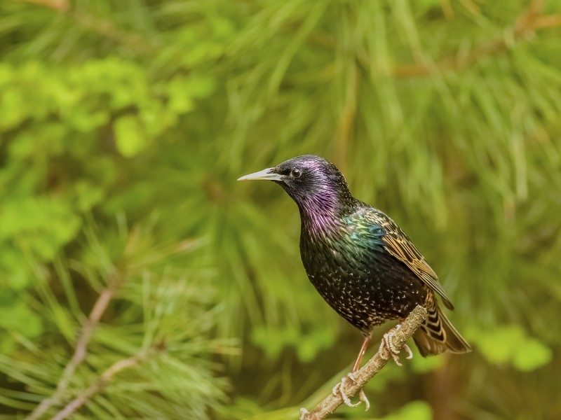 点击大图看下一张：紫翅椋鸟图片