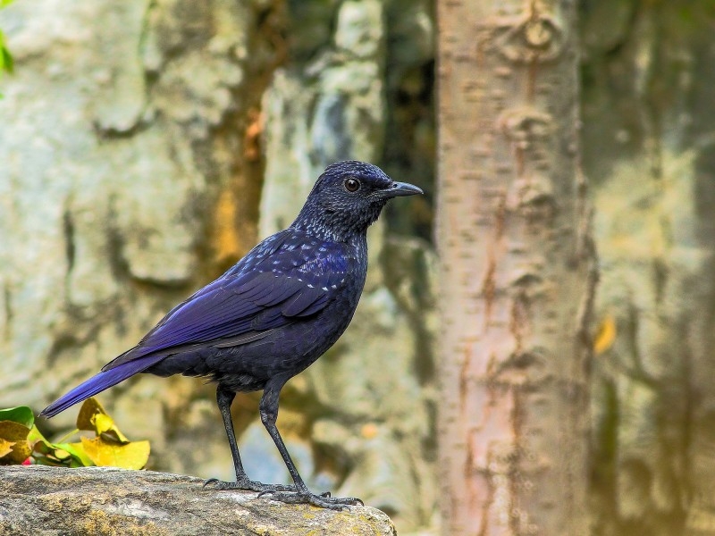 点击大图看下一张：紫啸鸫图片