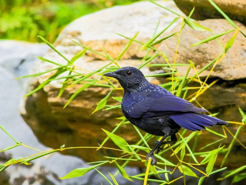 点击大图看下一张：紫啸鸫图片