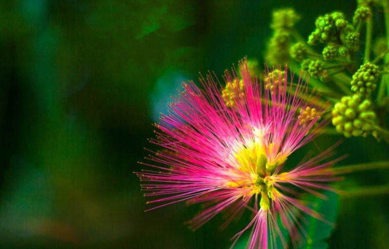 点击大图看下一张：粉色合欢花图片