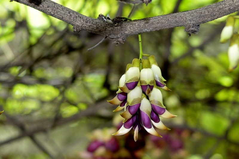 点击大图看下一张：禾雀花图片