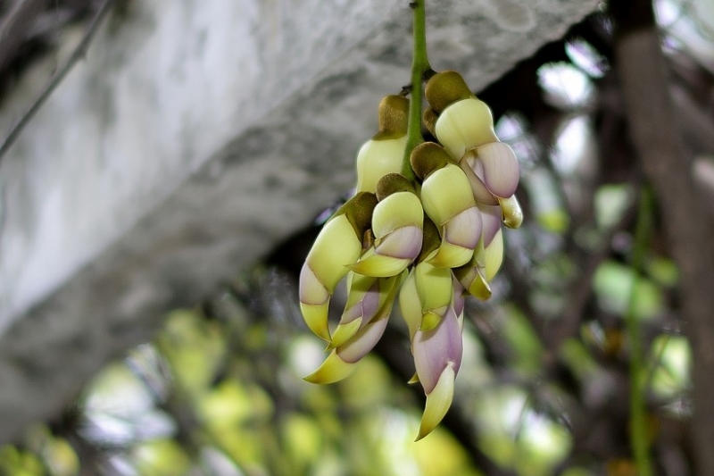 点击大图看下一张：禾雀花图片
