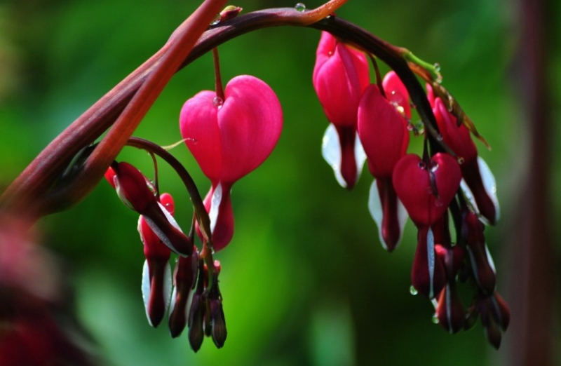 点击大图看下一张：荷包牡丹图片