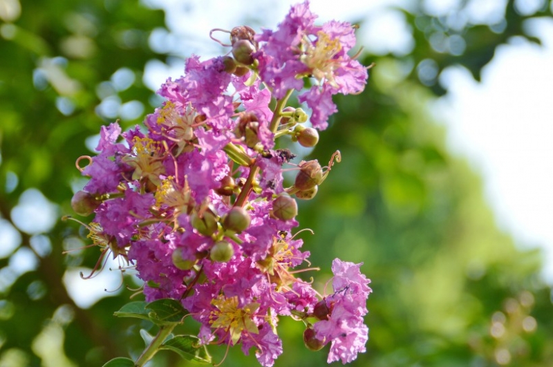 点击大图看下一张：紫薇图片