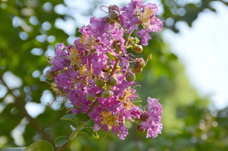 点击大图看下一张：紫薇图片