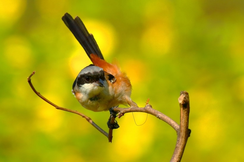点击大图看下一张：伯劳鸟图片