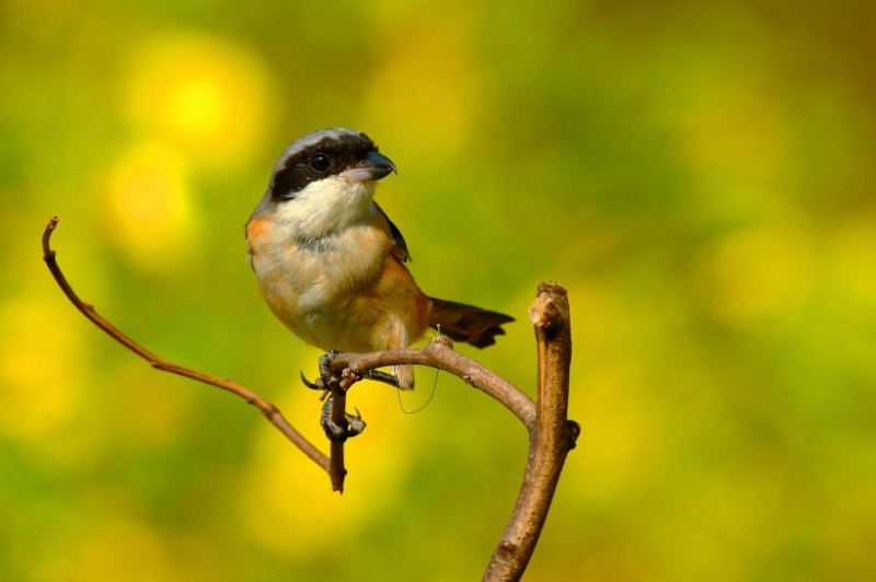 点击大图看下一张：伯劳鸟图片