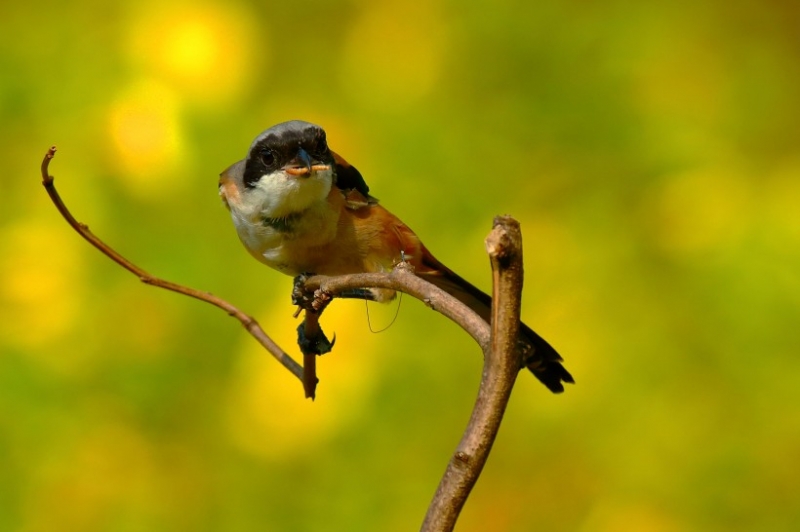 点击大图看下一张：伯劳鸟图片