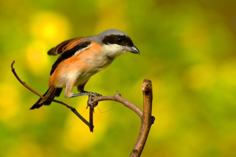 点击大图看下一张：伯劳鸟图片