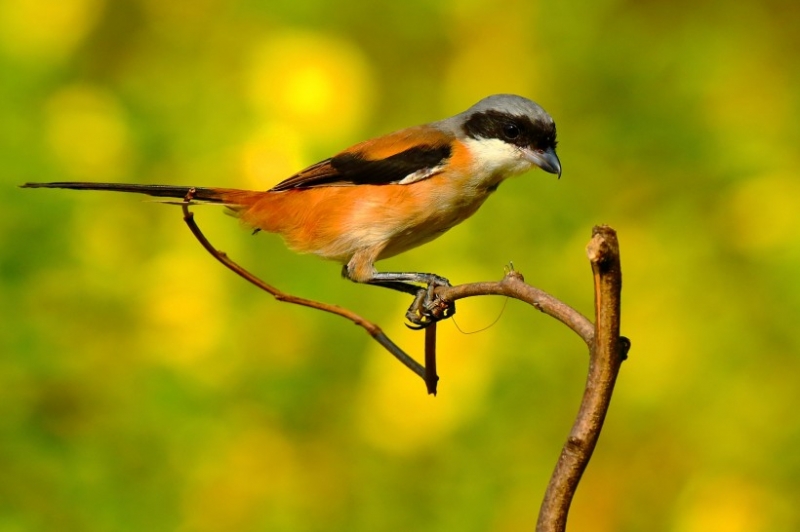 点击大图看下一张：伯劳鸟图片