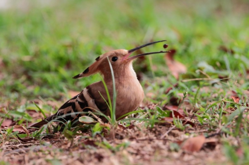点击大图看下一张:戴胜以色列国鸟图片