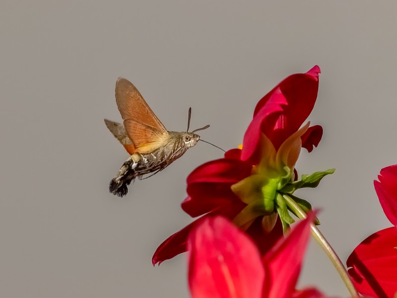 点击大图看下一张：蜂鸟鹰蛾图片