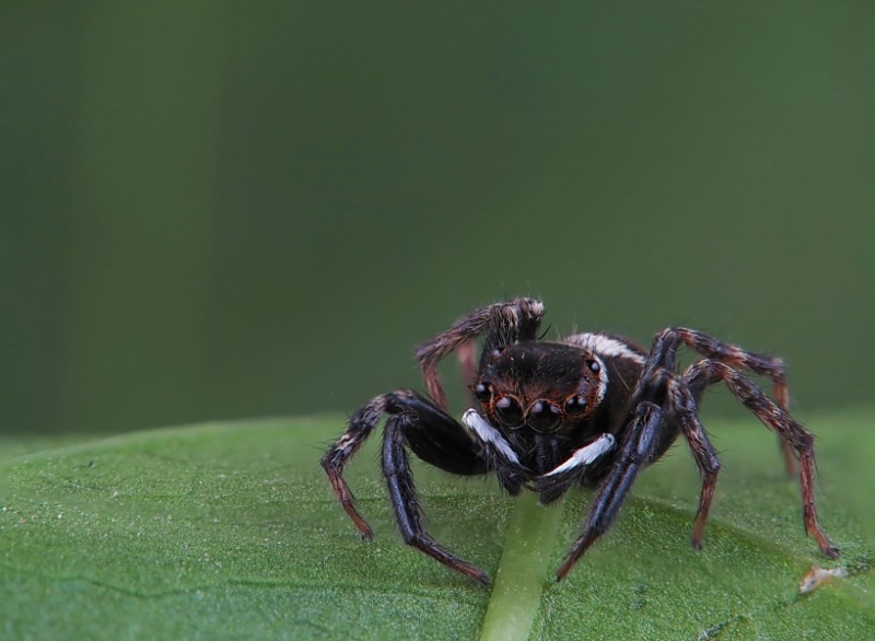 点击大图看下一张:虎蛛图片