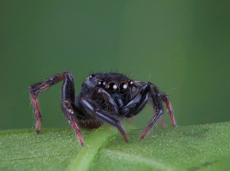 点击大图看下一张:虎蛛图片