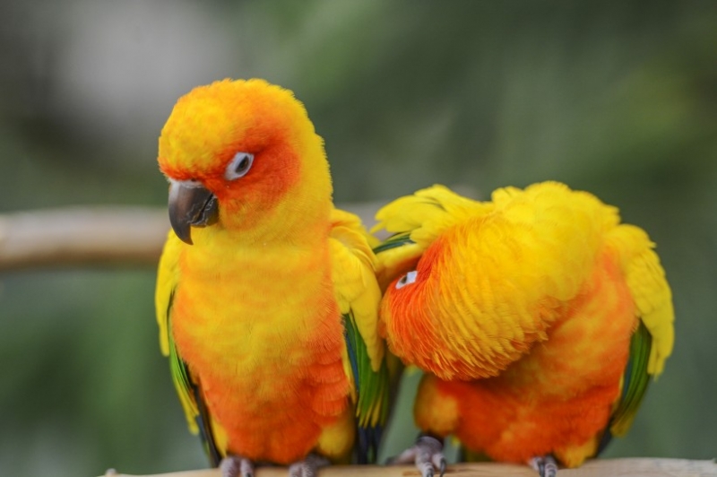 点击大图看下一张：太阳锥尾鹦鹉图片