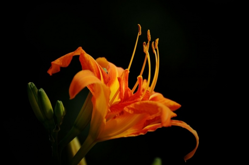 点击大图看下一张：橙色萱草花图片