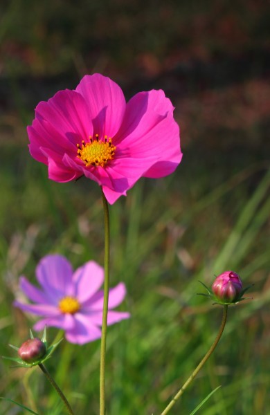 点击大图看下一张：光影格桑花图片