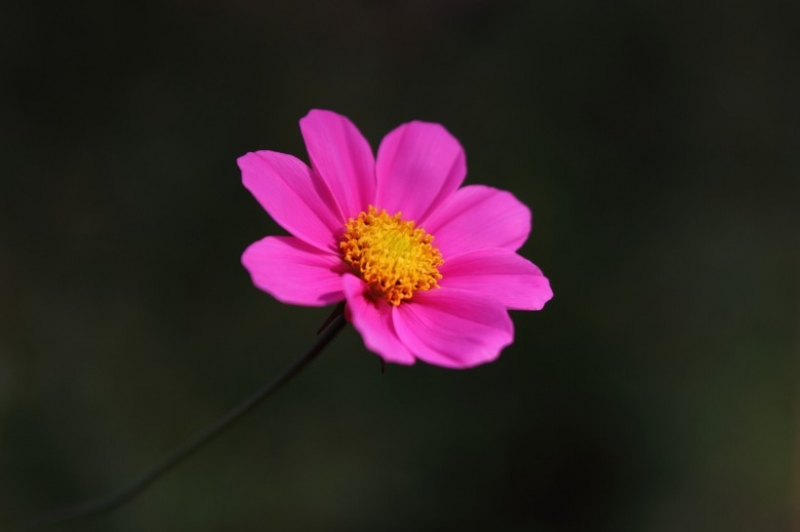 点击大图看下一张：光影格桑花图片