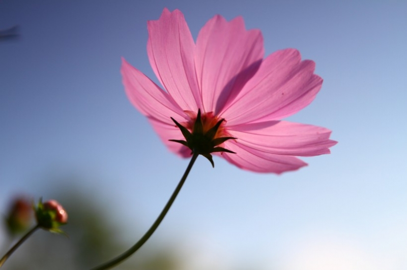 点击大图看下一张：光影格桑花图片