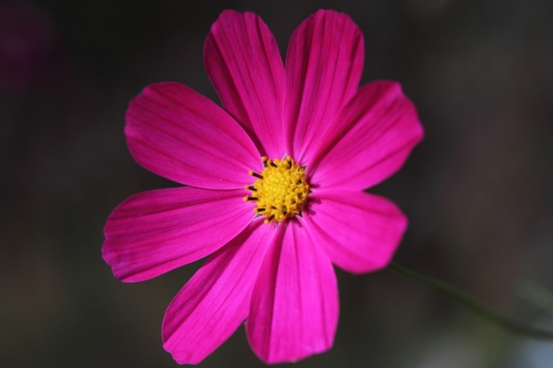 点击大图看下一张：光影格桑花图片