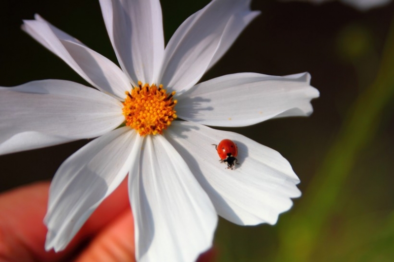 点击大图看下一张：光影格桑花图片