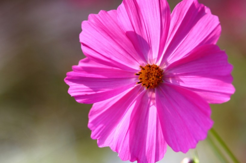 点击大图看下一张：光影格桑花图片