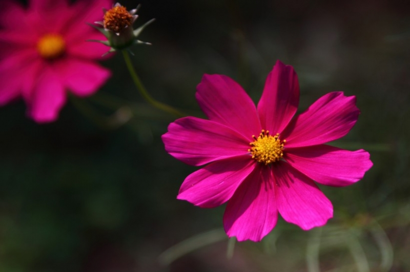 点击大图看下一张：光影格桑花图片