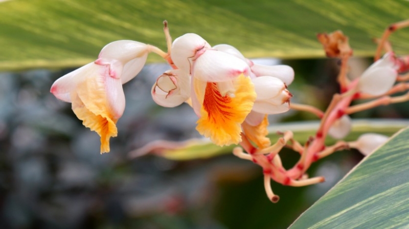点击大图看下一张：花叶艳山姜图片