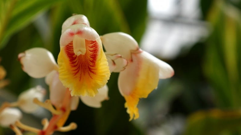 点击大图看下一张：花叶艳山姜图片