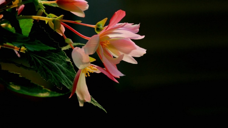 点击大图看下一张：绚烂的垂吊海棠图片