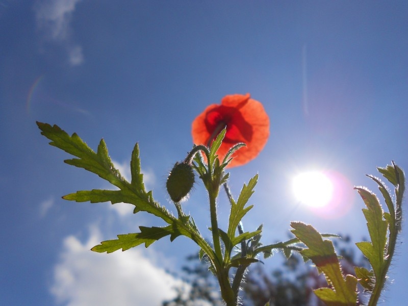 点击大图看下一张：阳光下的虞美人图片