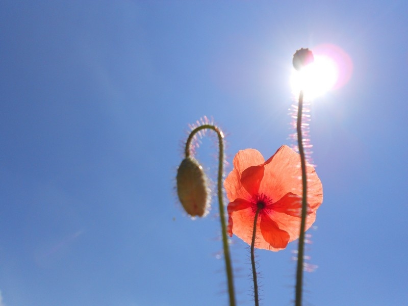 点击大图看下一张：阳光下的虞美人图片