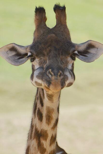 点击大图看下一张：动物图片长颈鹿